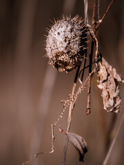 seed pod of a wild plant