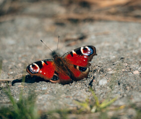 red admiral butterfly