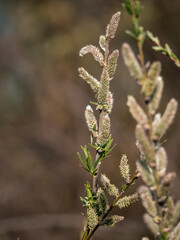 willow catkins in spring