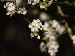 cherry blossom in spring