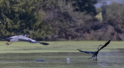Grey heron (Ardea cinerea) snatching fish from the beak of Oriental darter (Anhinga melanogaster) while in flight at Indian forest. Bird fighting for food.