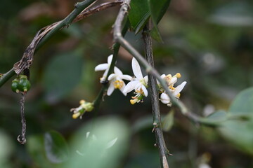 Lemon flower in the plant. It  is a species of small evergreen tree in the Citrus genus of the flowering plant family Rutaceae. White flower of lemon. 