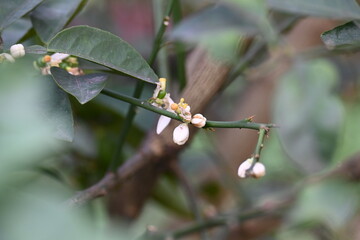 Lemon flower in the plant. It  is a species of small evergreen tree in the Citrus genus of the flowering plant family Rutaceae. White flower of lemon. 