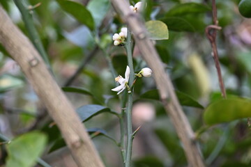 Lemon flower in the plant. It  is a species of small evergreen tree in the Citrus genus of the flowering plant family Rutaceae. White flower of lemon. 
