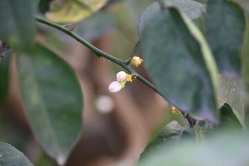 Lemon flower in the plant. It  is a species of small evergreen tree in the Citrus genus of the flowering plant family Rutaceae. White flower of lemon. 
