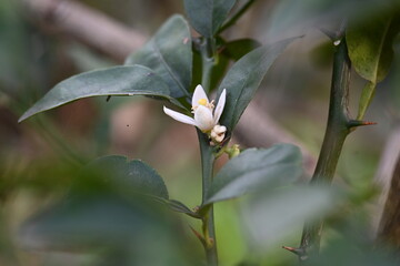 Obraz premium Lemon flower in the plant. It&nbsp; is a&nbsp;species&nbsp;of small&nbsp;evergreen&nbsp;tree in the&nbsp;Citrus&nbsp;genus of the&nbsp;flowering plant&nbsp;family&nbsp;Rutaceae. White flower of lemon. 