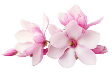 Pink magnolia flowers and buds bouquet, cut out