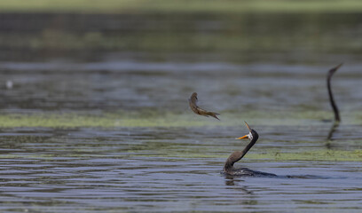 Oriental darter (Anhinga melanogaster) or snake bird fishing in river during winter migration in...