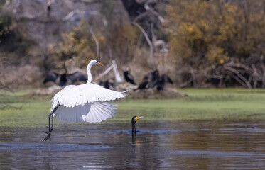 Intermediate egret (Ardea intermedia) snatching fish from the beak of Oriental darter (Anhinga...