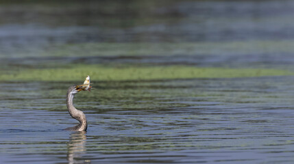 Oriental darter (Anhinga melanogaster) or snake bird fishing in river during winter migration in...