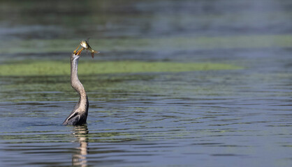 Oriental darter (Anhinga melanogaster) or snake bird fishing in river during winter migration in...