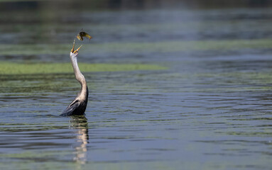 Oriental darter (Anhinga melanogaster) or snake bird fishing in river during winter migration in...