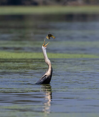 Oriental darter (Anhinga melanogaster) or snake bird fishing in river during winter migration in...