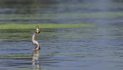 Oriental darter (Anhinga melanogaster) or snake bird fishing in river during winter migration in...