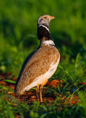 Little Bustard, Bustard, Tetrax tetrax, Mediterranean Forest, Castilla La Mancha, Spain, Europe