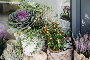 Close-up of ornamental cabbage, orange berries, and white heather in rustic garden pots....