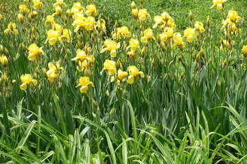 Fototapeta premium Mass of yellow flowers of Iris germanica in mid May