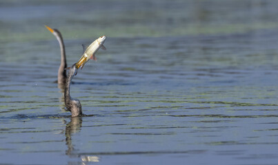 Oriental darter (Anhinga melanogaster) or snake bird fishing in river during winter migration in...