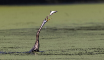 Oriental darter (Anhinga melanogaster) or snake bird fishing in river during winter migration in...