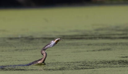 Oriental darter (Anhinga melanogaster) or snake bird fishing in river during winter migration in...