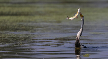 Oriental darter (Anhinga melanogaster) or snake bird fishing in river during winter migration in forest.