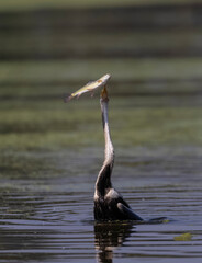 Oriental darter (Anhinga melanogaster) or snake bird fishing in river during winter migration in...