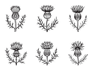 Blue Thistle Botanical Line Drawing