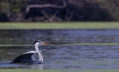 Intermediate egret (Ardea intermedia) snatching fish from the beak of Oriental darter (Anhinga melanogaster) during fighting for the fish at river in the forest during winter migration.