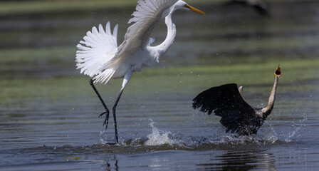 Intermediate egret (Ardea intermedia) snatching fish from the beak of Oriental darter (Anhinga melanogaster) during fighting for the fish at river in the forest during winter migration.