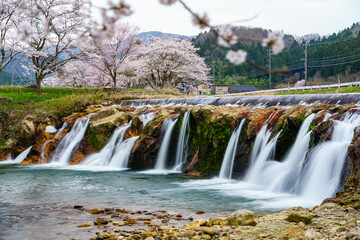 Obraz premium 石川県の穴場桜名所「十二ヶ滝」