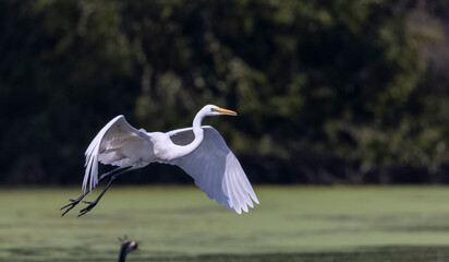 Intermediate egret (Ardea intermedia) snatching fish from the beak of Oriental darter (Anhinga melanogaster) during fighting for the fish at river in the forest during winter migration.