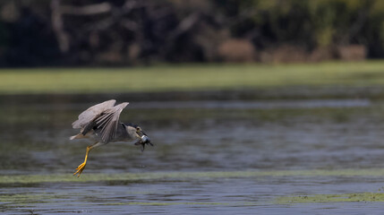 Black-Crowed Night heron (Nycticorax nycticorax) bird in flight with fish catch.