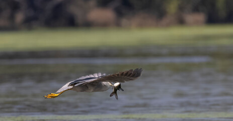 Black-Crowed Night heron (Nycticorax nycticorax) bird in flight with fish catch.