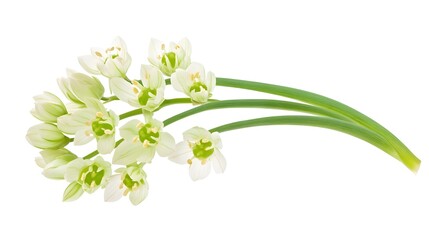 Obraz premium Isolated Single Green Onion Flower with Delicate White Petals