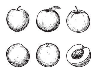 Minimalist Blush Apricot Flower Illustrations