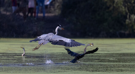 Grey heron (Ardea cinerea) snatching fish from the beak of Oriental darter (Anhinga melanogaster)...