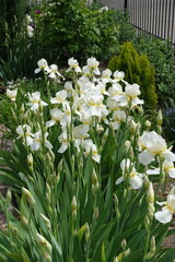 Lots of white flowers of bearded irises in mid May