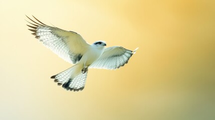 A painting of a white hawk in flight against a golden background. The hawk's wings are spread wide, and its sharp gaze is focused forward.