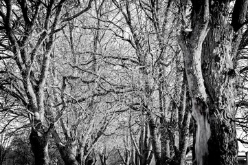 Fototapeta premium Low angle view of bare trees