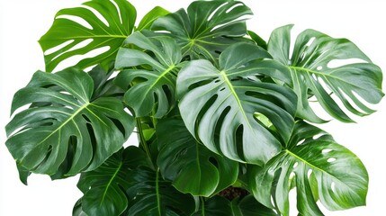 Lush green monstera leaves with distinctive perforations and glossy texture, creating a vibrant and tropical ambiance.