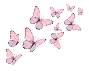 set of butterflies isolated on white	