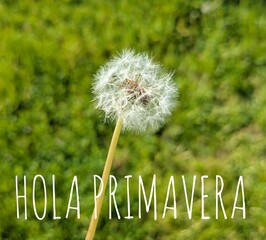 Mensaje Hola Primavera en español con primer plano de un diente de león en un prado © teracreonte