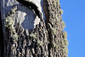 A close-up of the bark of a tree