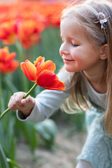 Fototapeta premium Adorable little caucasian blonde girl smiling in tulip field at spring day. Happy children's day 1th of June