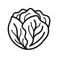 Cabbage head vector illustration, fresh organic vegetable outline drawing design