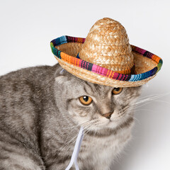Scottish Fold in beach hat relaxation and cuteness theme