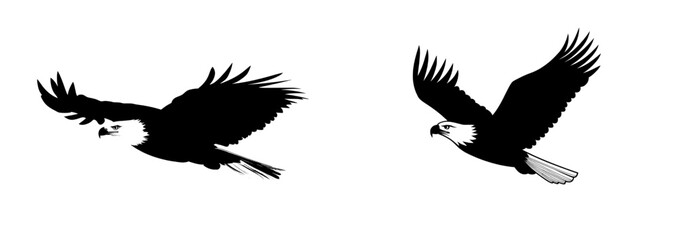 Black and white paint are used to draw a modern eagle bird illustration
