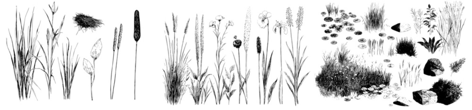 Modern line art illustration and engraving of ink drawings featuring a collection of plants from water, lakes, rivers, and swamps
