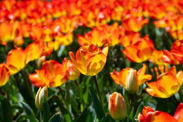 Fototapeta premium 春の花壇に咲くチューリップ
