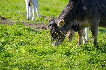 Close-up of mother cow with calf of breed Rätisches Grauvieh on meadow of Swiss farm on a sunny...